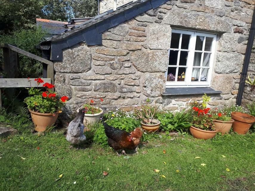 Borea Barn Vegetarian B&B St Ives Екстериор снимка